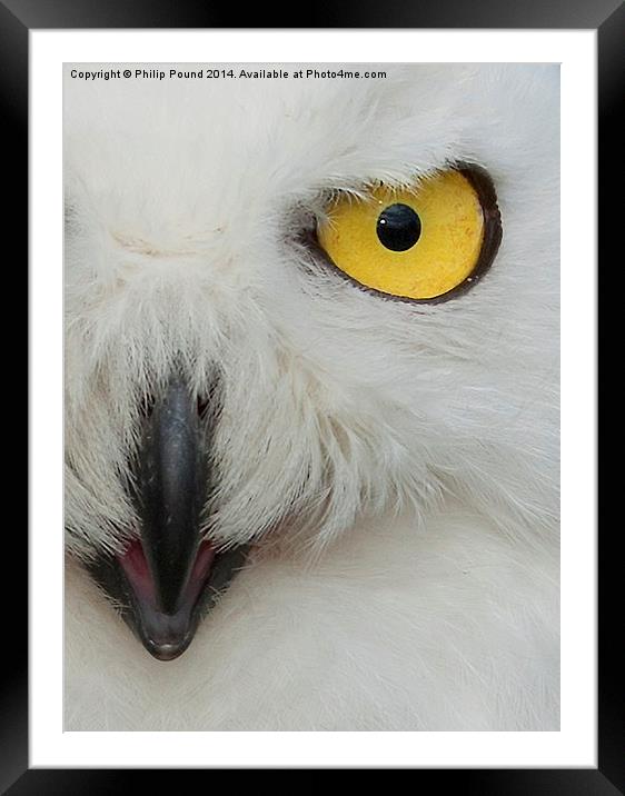  Snowy Owl  Framed Mounted Print by Philip Pound