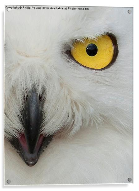  Snowy Owl  Acrylic by Philip Pound