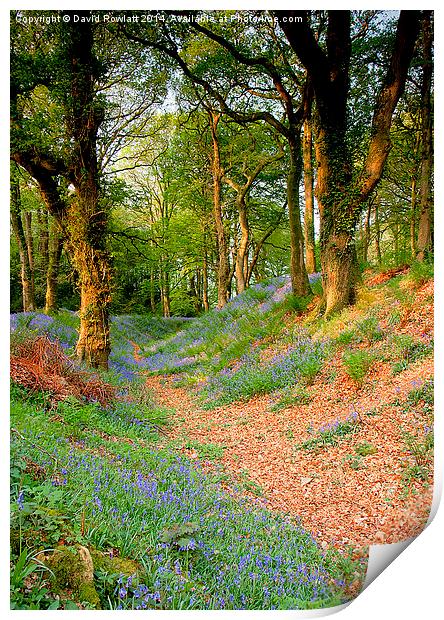  Blackbury Camp 4 Print by Dave Rowlatt