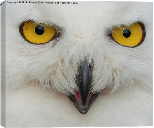  Snowy Owl Eyes Canvas Print by Philip Pound