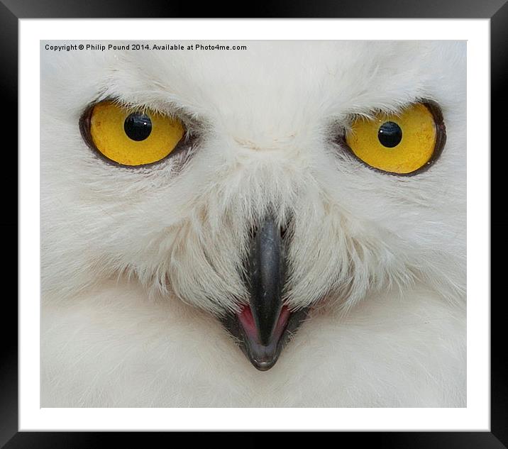  Snowy Owl Eyes Framed Mounted Print by Philip Pound
