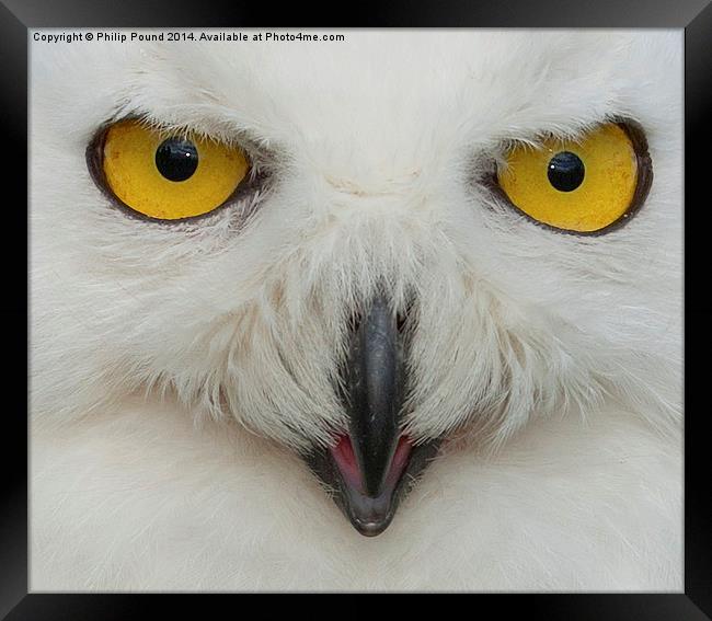  Snowy Owl Eyes Framed Print by Philip Pound