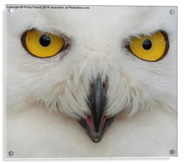  Snowy Owl Eyes Acrylic by Philip Pound