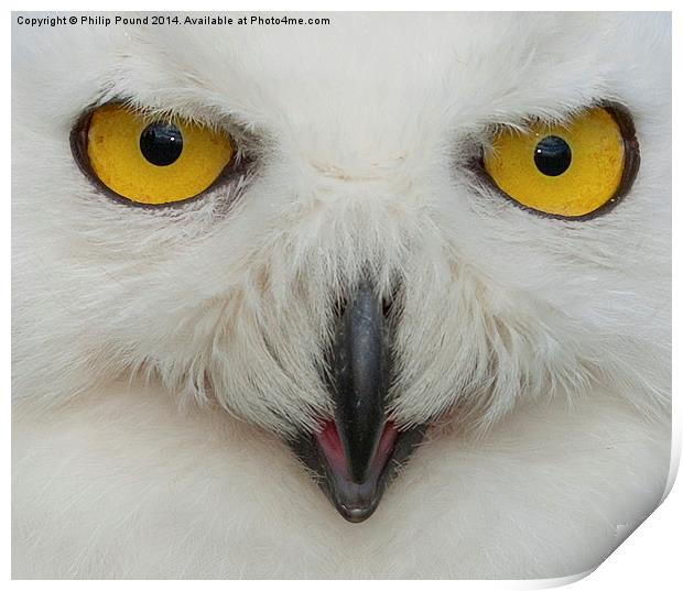  Snowy Owl Eyes Print by Philip Pound