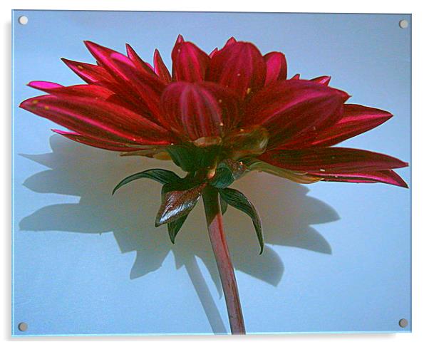  colorful flora Acrylic by dale rys (LP)