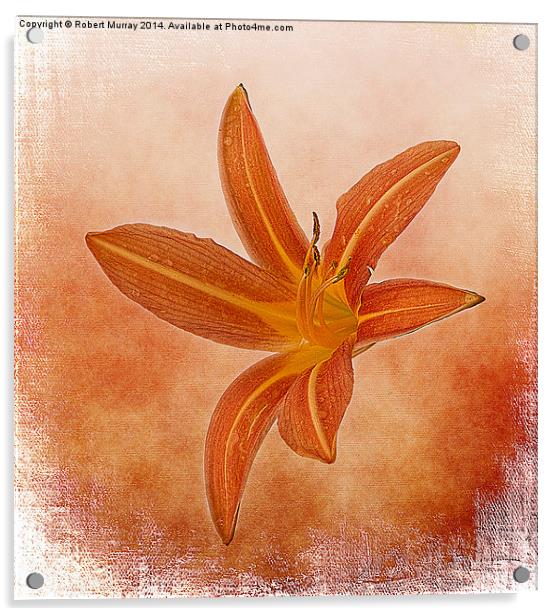  Orange Daylily Acrylic by Robert Murray