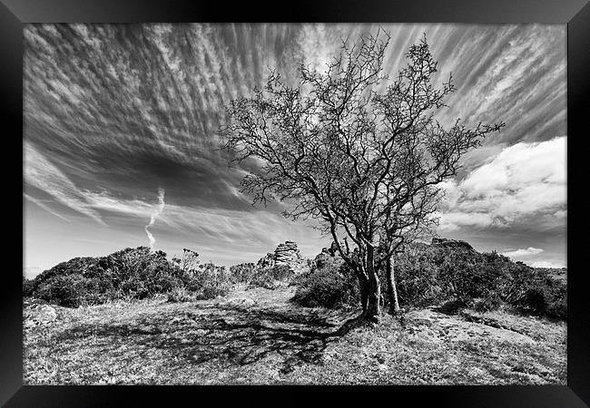  Dartmoor Tree Framed Print by Mark Godden