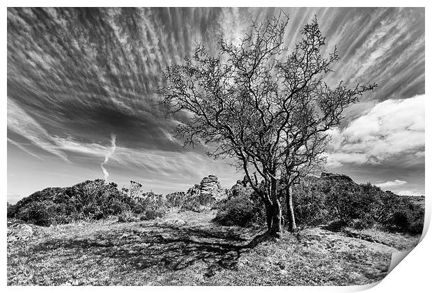  Dartmoor Tree Print by Mark Godden