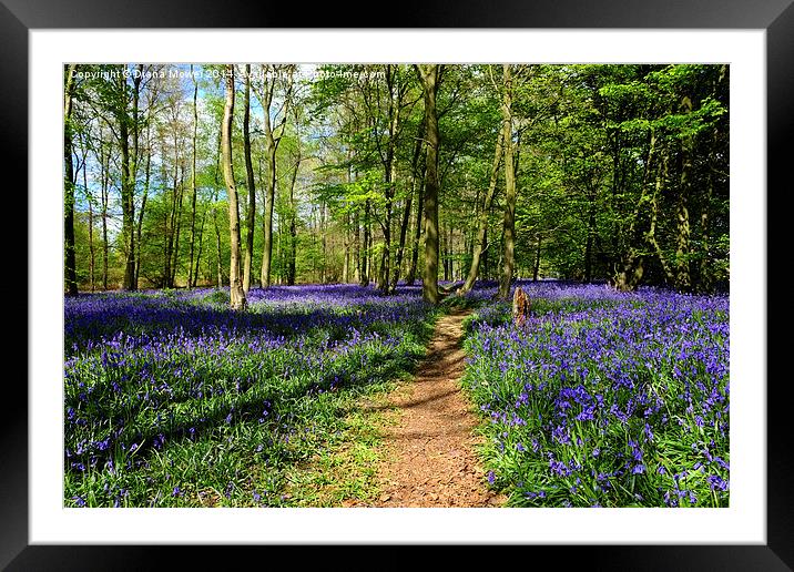 Bluebell Wood  Framed Mounted Print by Diana Mower