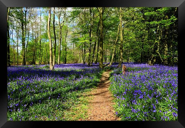 Bluebell Wood  Framed Print by Diana Mower