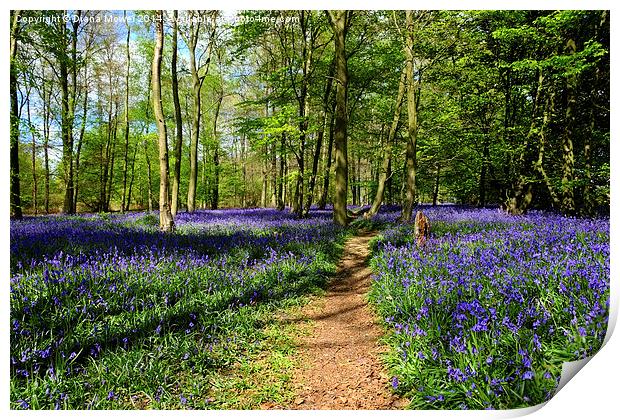 Bluebell Wood  Print by Diana Mower