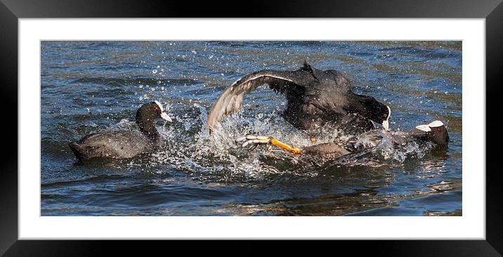  Coot Wars Framed Mounted Print by Ian Duffield