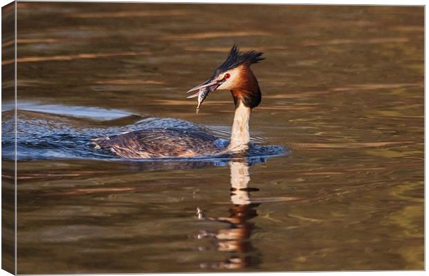 Great Crested Grebe with fish  Canvas Print by Ian Duffield