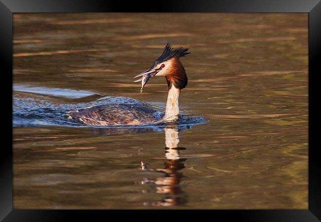 Great Crested Grebe with fish  Framed Print by Ian Duffield