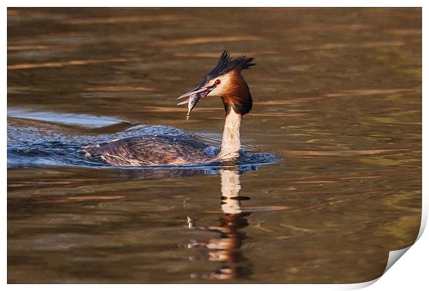 Great Crested Grebe with fish  Print by Ian Duffield