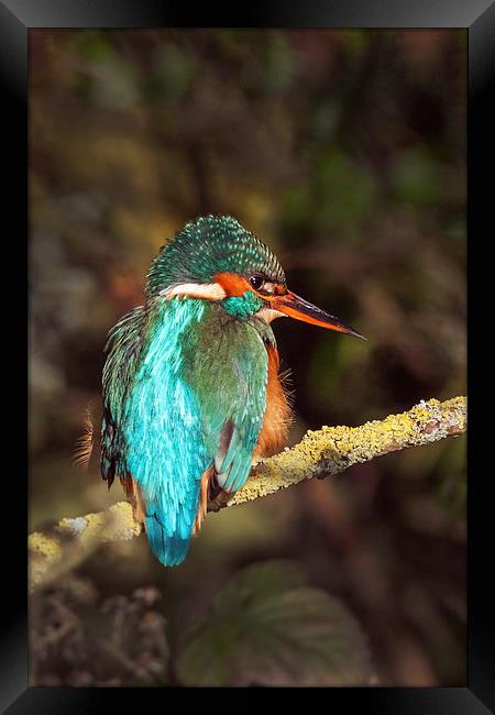 The Beautiful Kingfisher  Framed Print by Ian Duffield