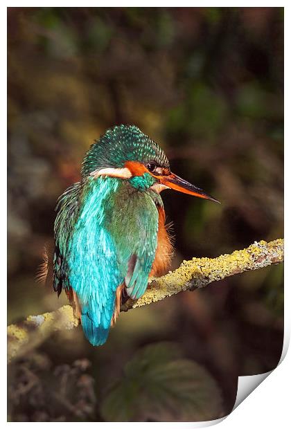 The Beautiful Kingfisher  Print by Ian Duffield