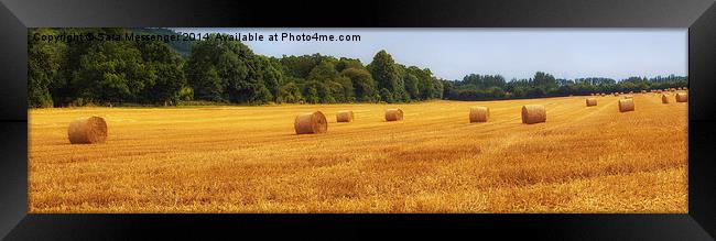  Golden straw bales in parnoramic Framed Print by Sara Messenger