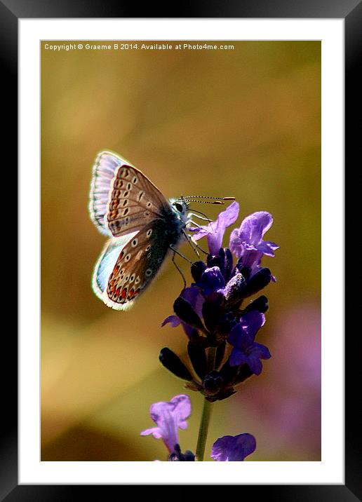  Butterfly 9 Framed Mounted Print by Graeme B