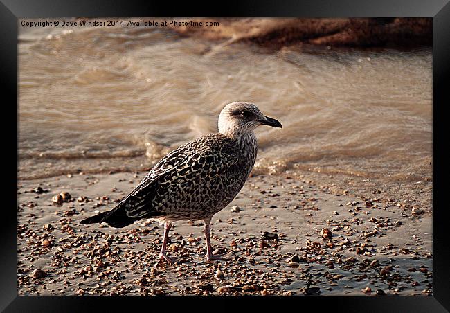  Young Seagull Framed Print by Dave Windsor