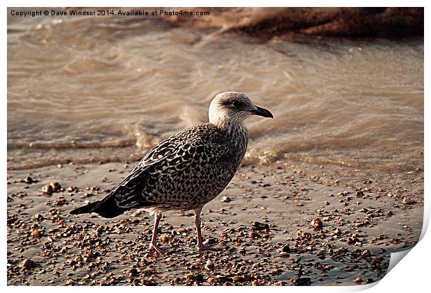  Young Seagull Print by Dave Windsor