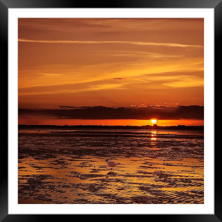 Paddling Seagull Sandbanks Sunset Poole Framed Mounted Print by Jennie Franklin