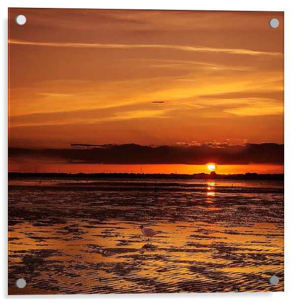 Paddling Seagull Sandbanks Sunset Poole Acrylic by Jennie Franklin