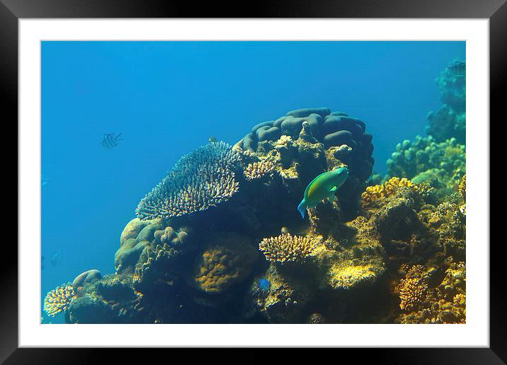  This is why they call it the GREAT Barrier Reef Framed Mounted Print by James Bennett (MBK W