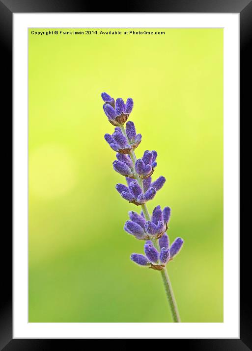  A fragrant lavender head Framed Mounted Print by Frank Irwin