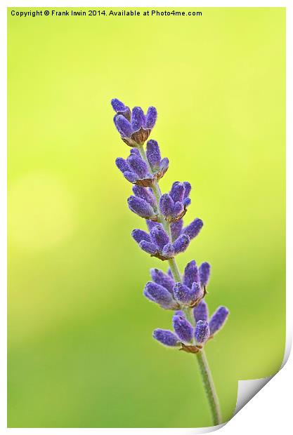  A fragrant lavender head Print by Frank Irwin