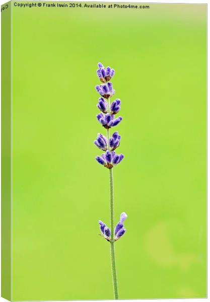  A fragrant lavender head Canvas Print by Frank Irwin