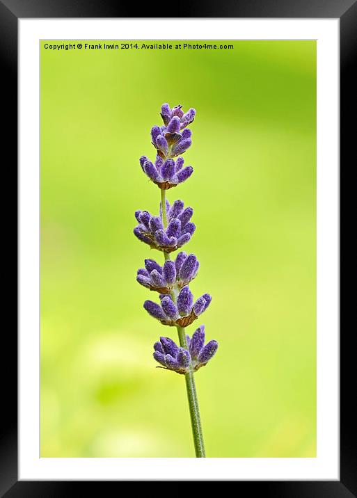 A fragrant lavender head Framed Mounted Print by Frank Irwin