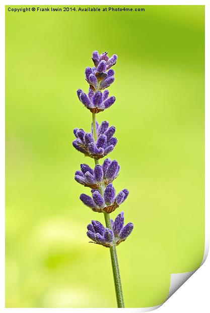 A fragrant lavender head Print by Frank Irwin