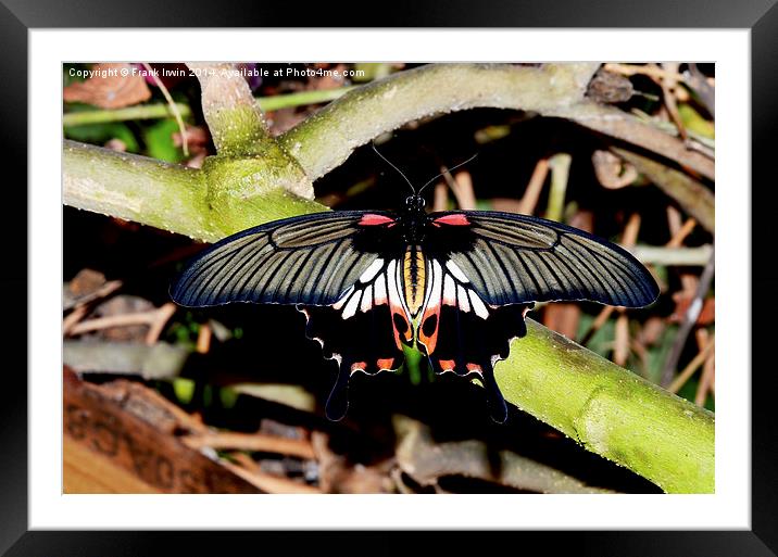  The Common Mormon butterfly Framed Mounted Print by Frank Irwin