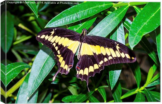  The Giant Swallowtail butterfly Canvas Print by Frank Irwin