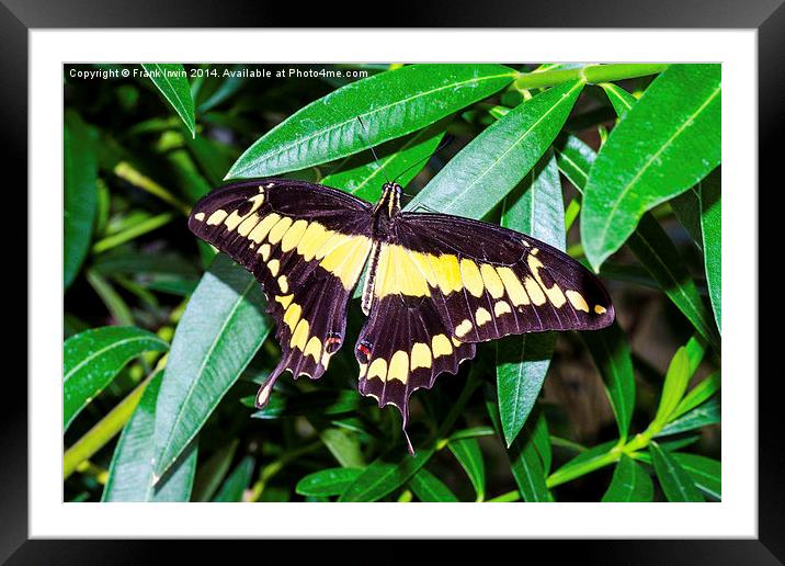  The Giant Swallowtail butterfly Framed Mounted Print by Frank Irwin