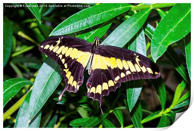  The Giant Swallowtail butterfly Print by Frank Irwin