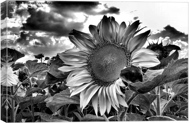 the sunflower beetle     Canvas Print by Ferenc Verebélyi