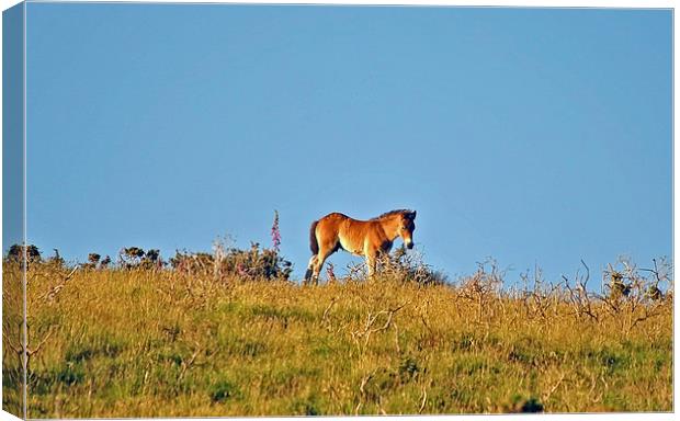 Exmoor Foal  Canvas Print by graham young