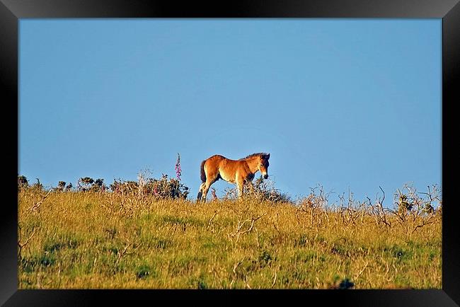 Exmoor Foal  Framed Print by graham young