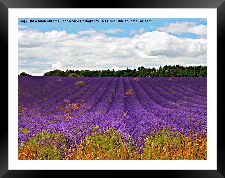 Lavender Landscape Framed Mounted Print by Jason Williams