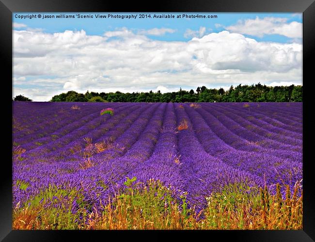  Lavender Landscape Framed Print by Jason Williams