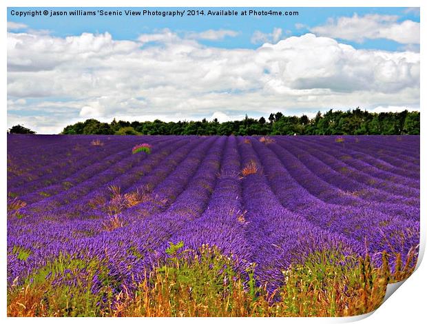  Lavender Landscape Print by Jason Williams