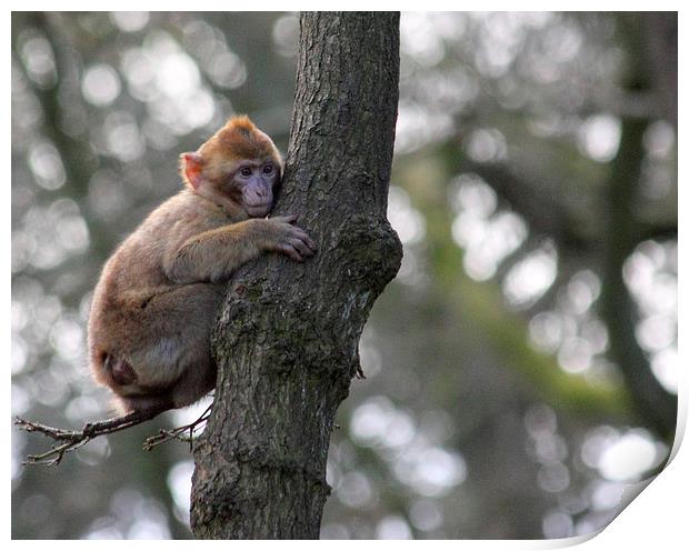 Baby Barbary macaque Print by Anthony Michael 