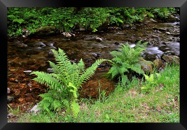 Ferns Beside The Stream  Framed Print by graham young