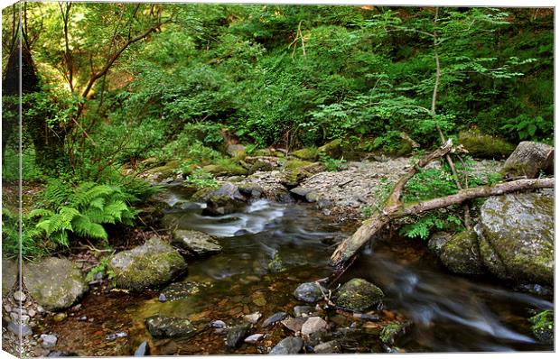 Hoar Oak Water  Canvas Print by graham young