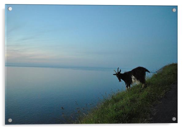 Lynton Goat at Sunset  Acrylic by graham young