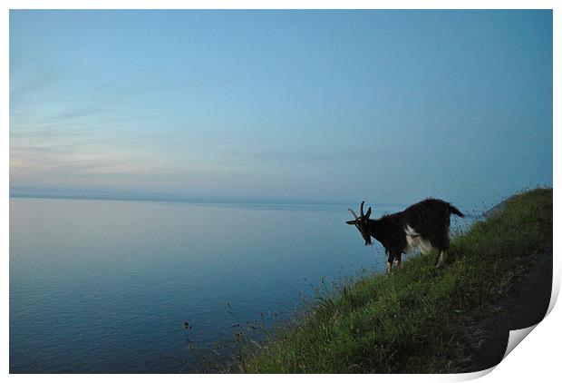 Lynton Goat at Sunset  Print by graham young
