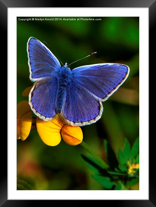  Male Common Blue Butterfly on Birdsfoot Trefoil Framed Mounted Print by Martyn Arnold