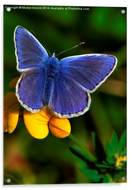  Male Common Blue Butterfly on Birdsfoot Trefoil Acrylic by Martyn Arnold